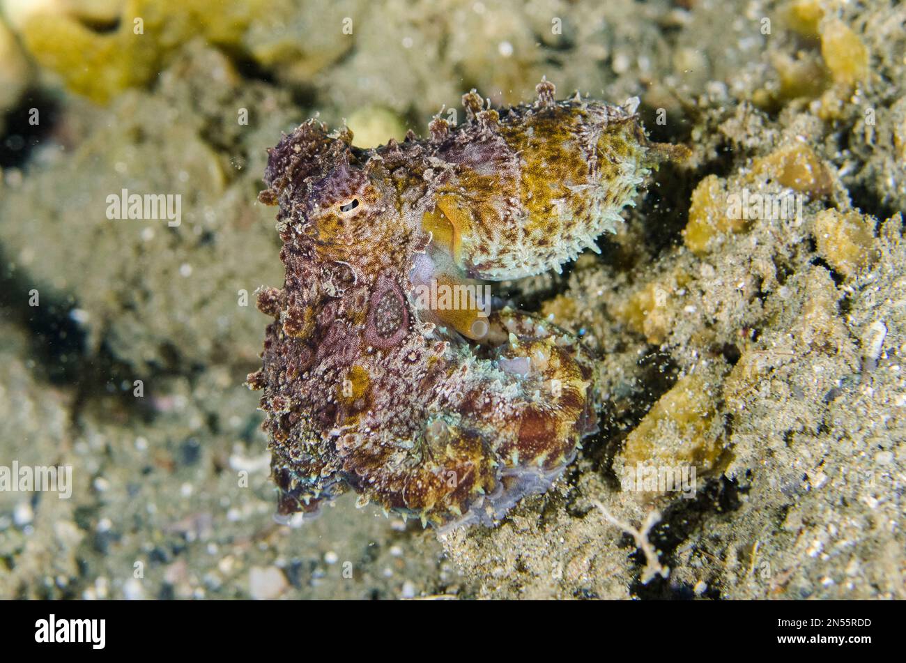 Mototi Octopus, Amphioctopus siamensis, Laha dive site, Ambon, Maluku, Indonesia, Mare di banda Foto Stock