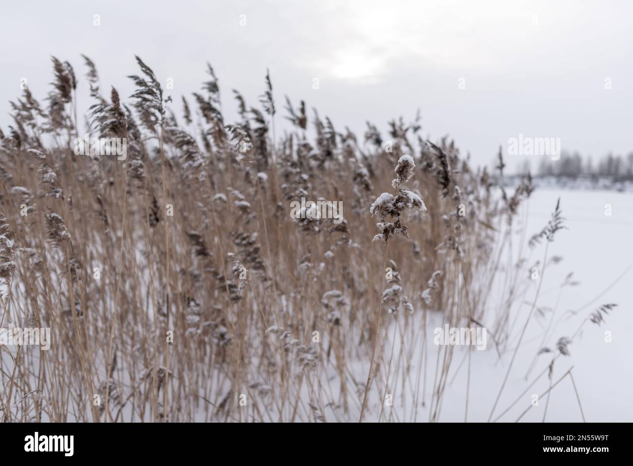 Una rigogliosa infiorescenza secca di canneti è coperta di neve in inverno sullo sfondo di un campo vicino ad un lago con alberi sull'altro lato in un Foto Stock