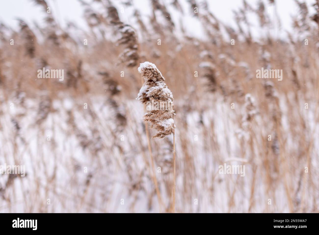 Una rigogliosa infiorescenza secca di canneti è coperta di neve in inverno sullo sfondo di un campo vicino al lago. Foto Stock