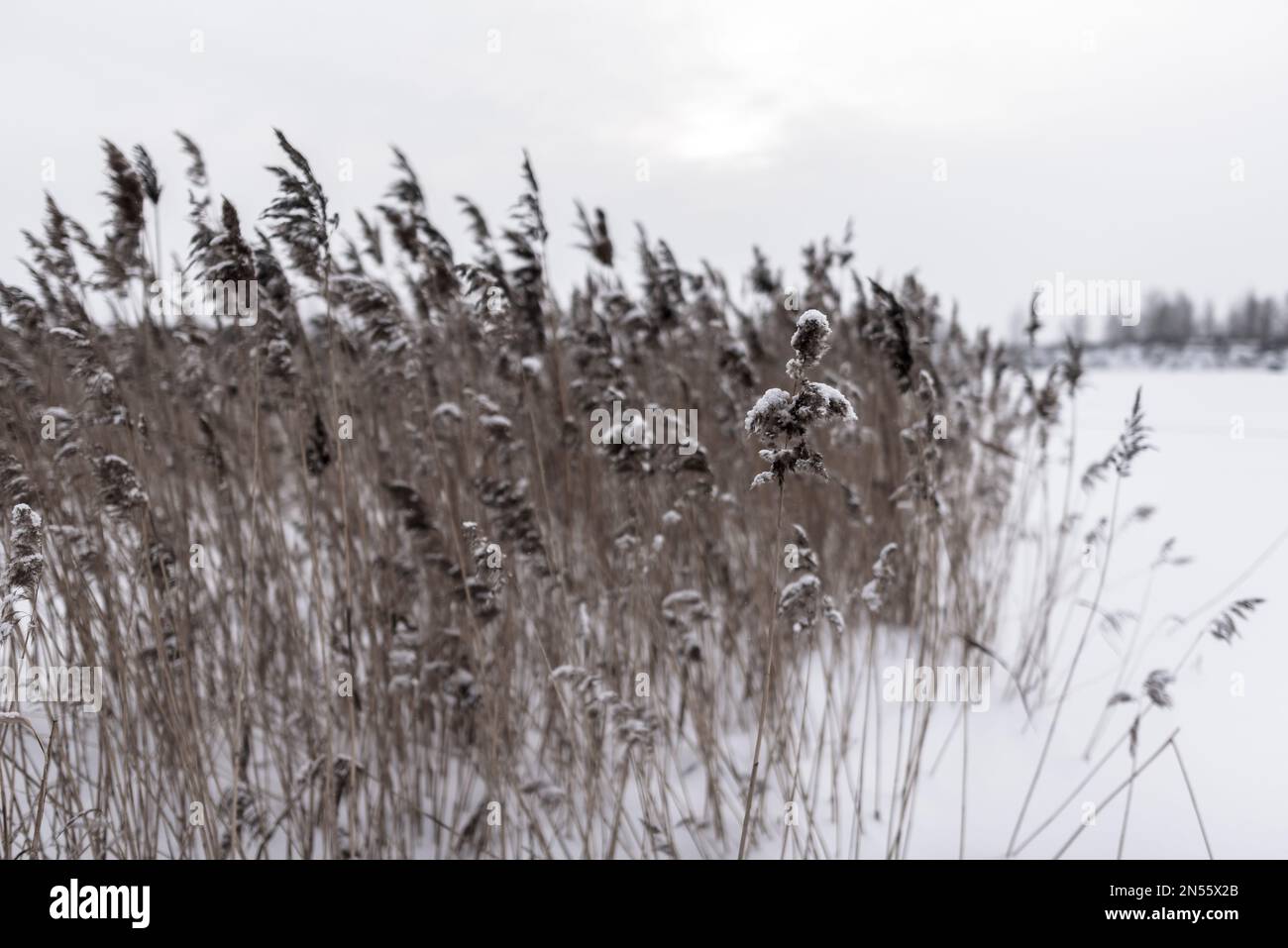 Foto in bianco e nero una rigogliosa e secca infiorescenza di canneti ricoperti di neve in inverno sullo sfondo di un campo vicino ad un lago con alberi su t Foto Stock