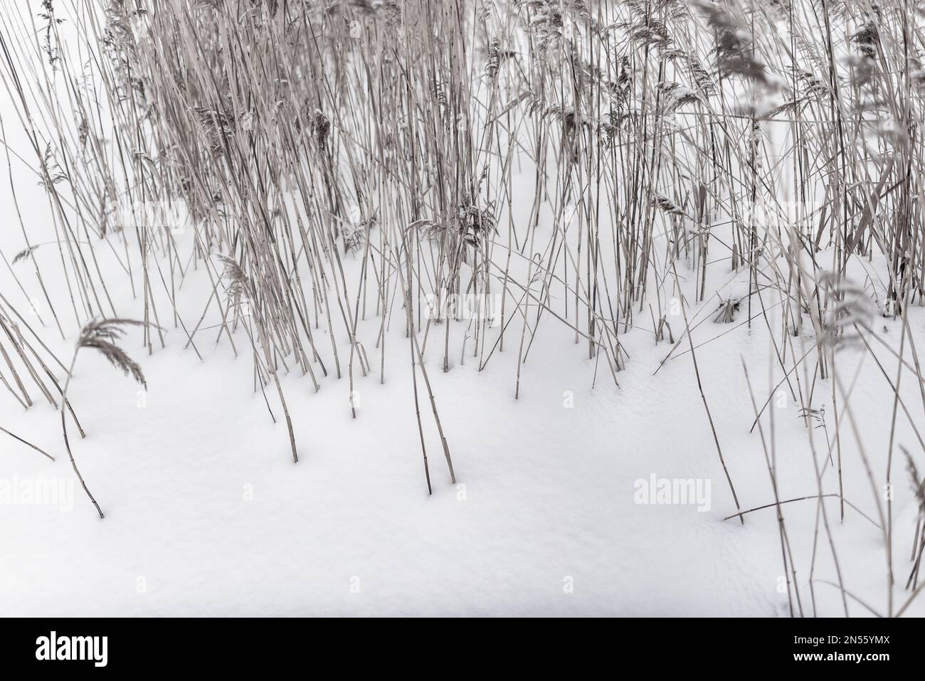 D'inverno i gambi secchi di erba di canna crescono dalla neve bianca. Foto Stock