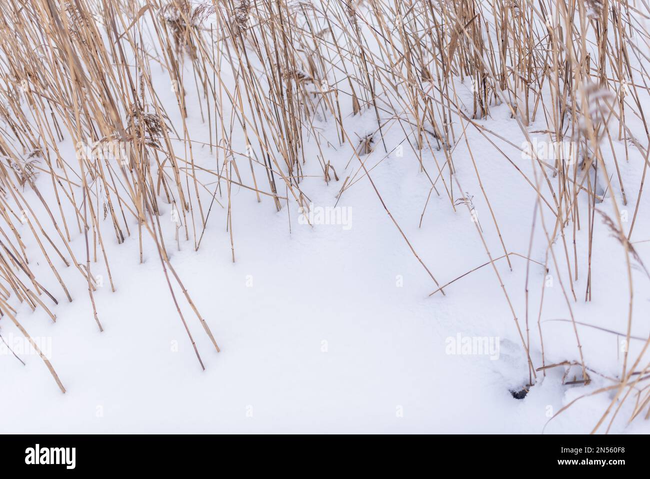 Gambi secchi di erba di canna crescono dalla neve bianca in inverno sul lago nel freddo. Foto Stock