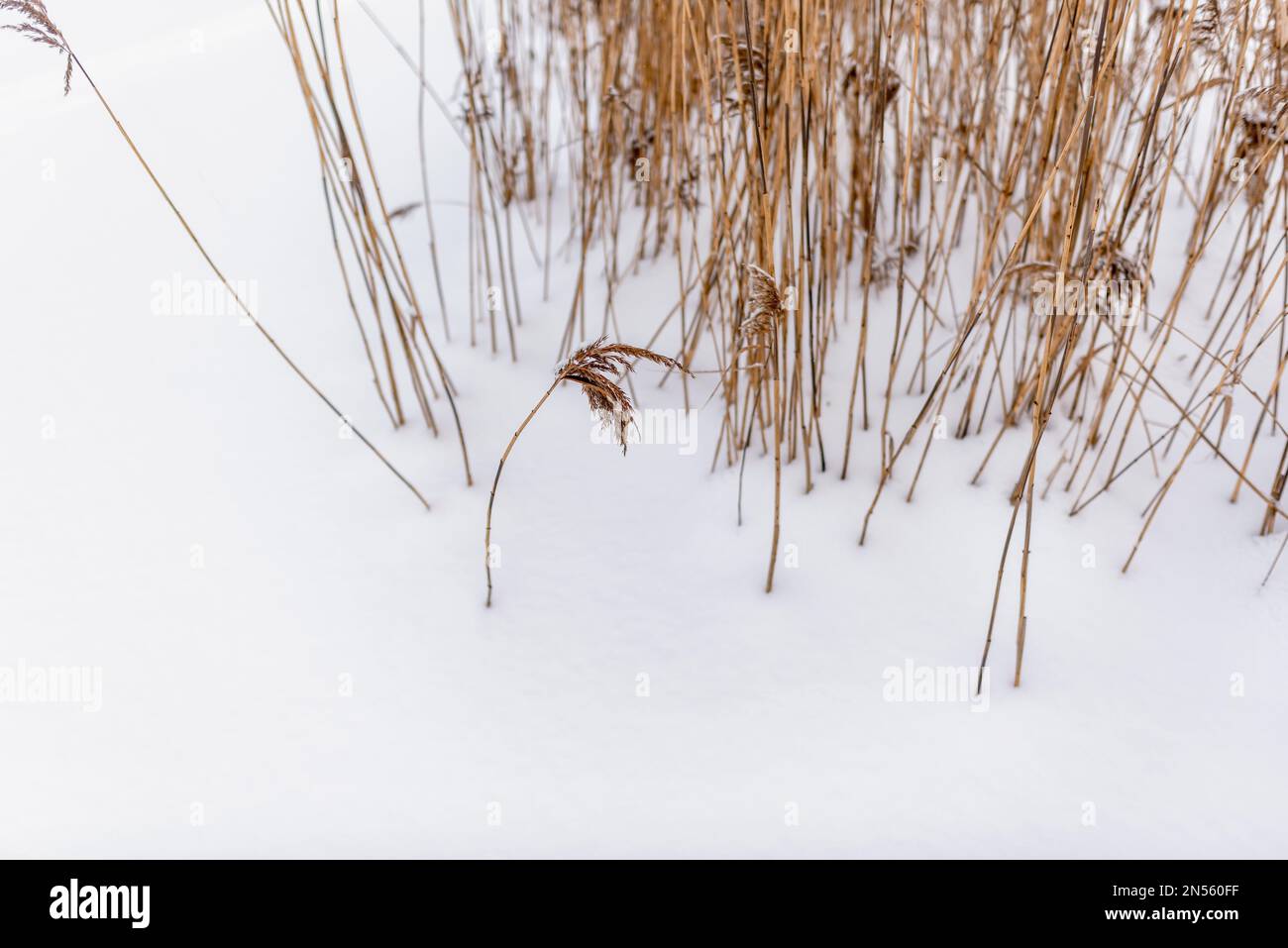 Gambi asciutti gialli luminosi e spesse infiorescenze di canneti crescono dalla neve bianca in inverno sul lago al freddo. Foto Stock