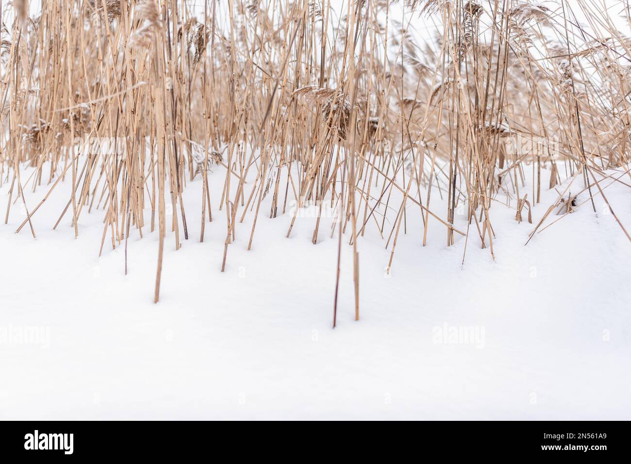 Gambi asciutti di colore giallo brillante e dense infiorescenze di piccole canne d'erba crescono dalla neve bianca in inverno sul lago al freddo. Foto Stock