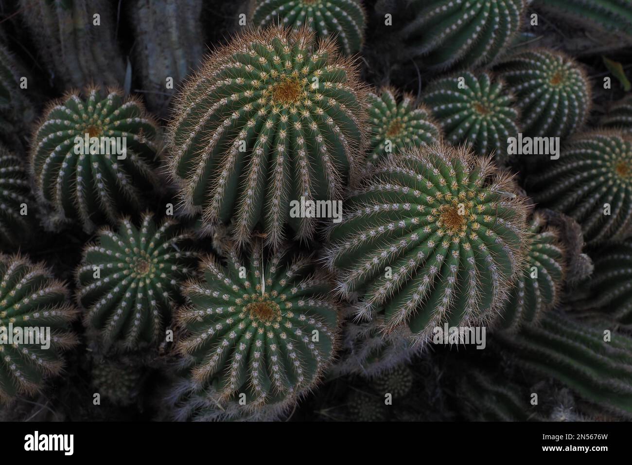 Regina della notte (Selenicereus grandiflorus), cactus (cactaceae) (Cactaceae) fiore, boccioli, fiore, genere Selenicereus, famiglia, artepiteto Foto Stock