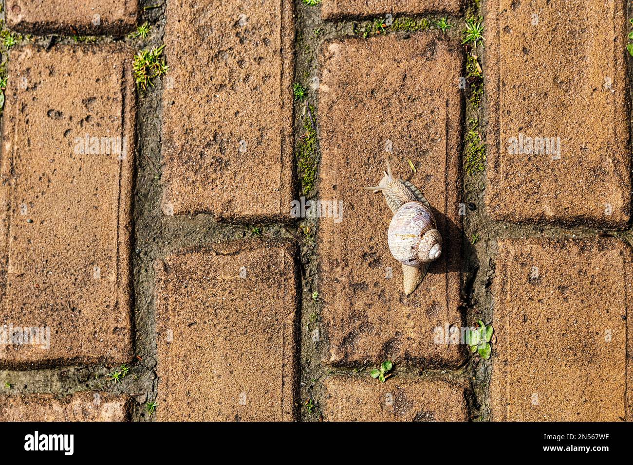 Lumaca Borgogna (Helix pomatia) striscia su vecchi ciottoli rossi, mattoni, vista dall'alto, immagine simbolica lenta, lentezza, Essere in movimento, Germania Foto Stock