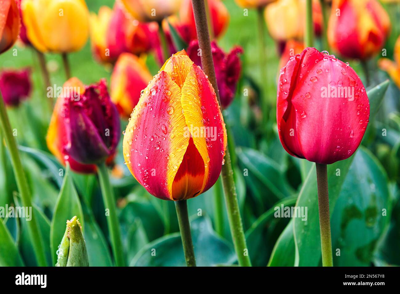 Tulipani (Tulipa), rosso, giallo, primo piano con le gocce di pioggia, Giardino Botanico Bielefeld, Westfalia orientale-Lippe, Renania settentrionale-Vestfalia, Germania Foto Stock