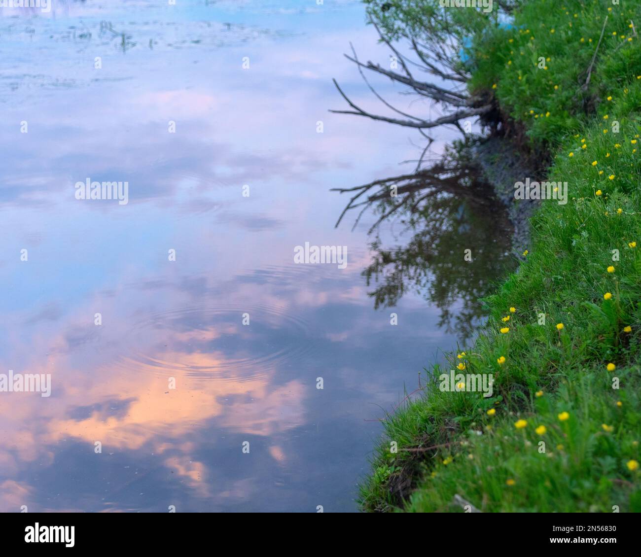 Riflesso delle nuvole di cielo al tramonto al crepuscolo nell'acqua del fiume vicino alla riva con erba verde e fiori gialli. Foto Stock