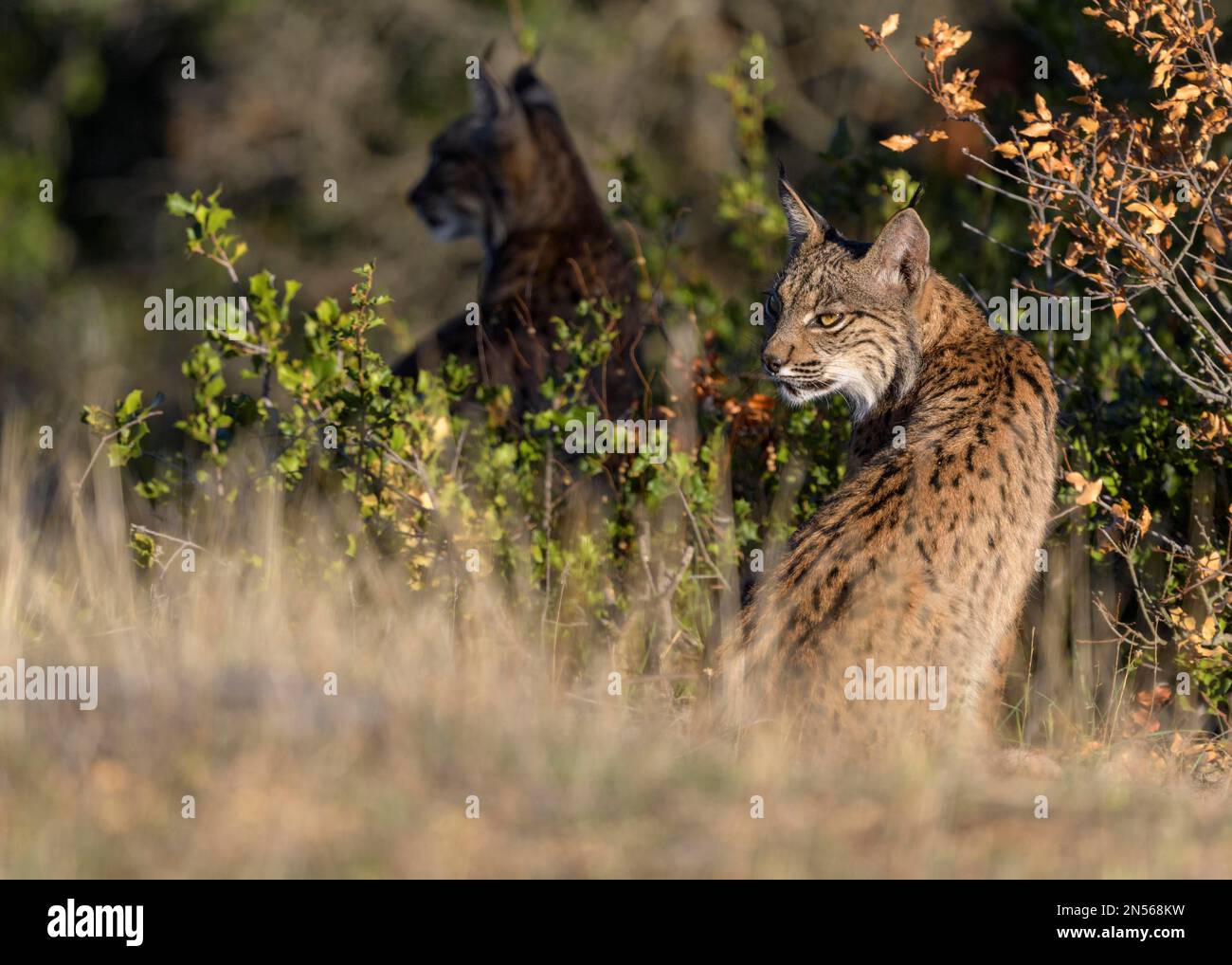 Pardelluchs, lince iberica (Lynx pardinus), due cuccioli nel loro habitat, provincia di Toledo, Castiglia, la Mancha, Spagna Foto Stock