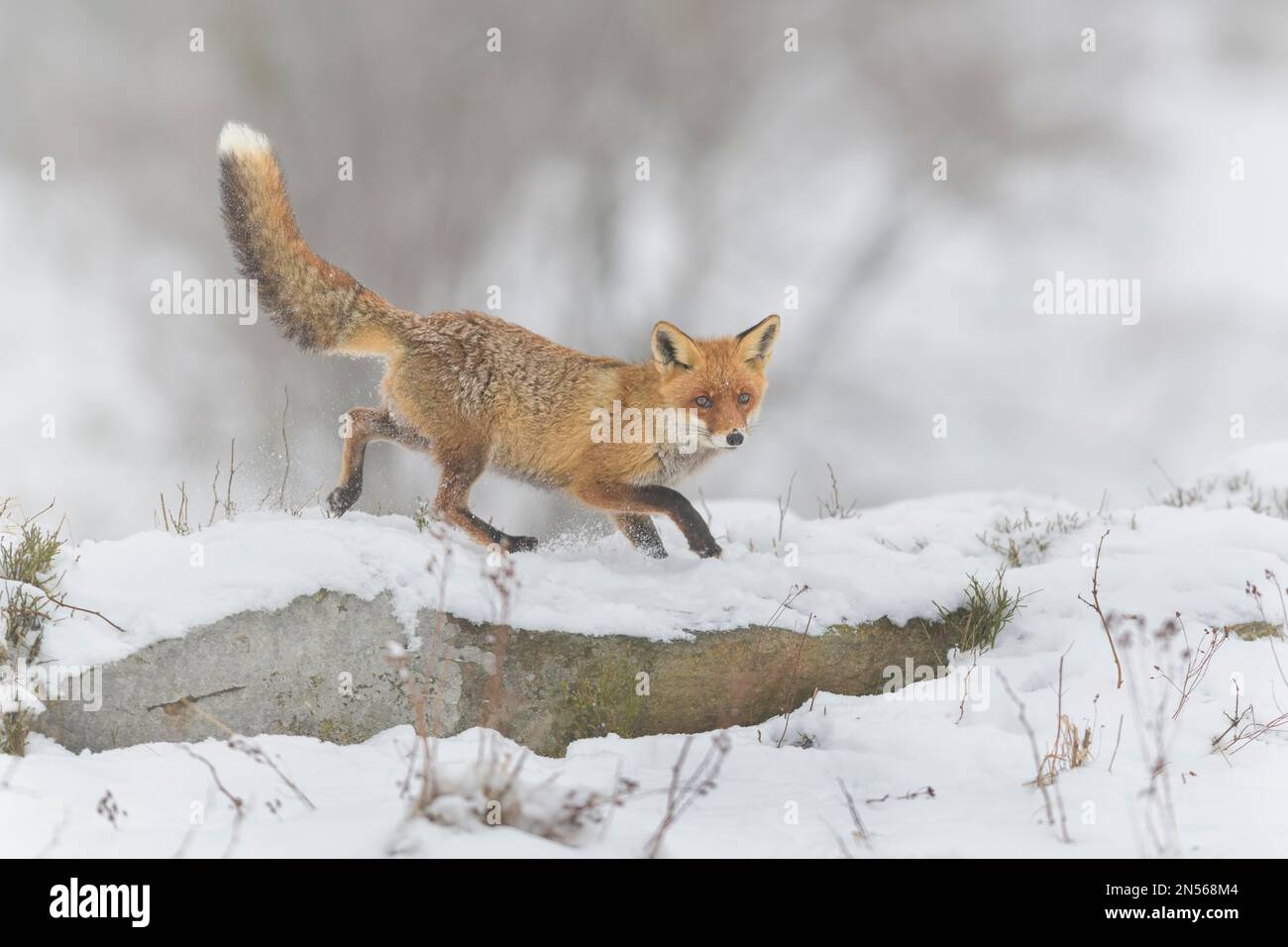 Volpe rossa (Vulpes vulpes), in piedi su una roccia ricoperta di neve in un paesaggio invernale monocromatico e misteriosa, Parco Nazionale, Sumava, Repubblica Ceca Foto Stock