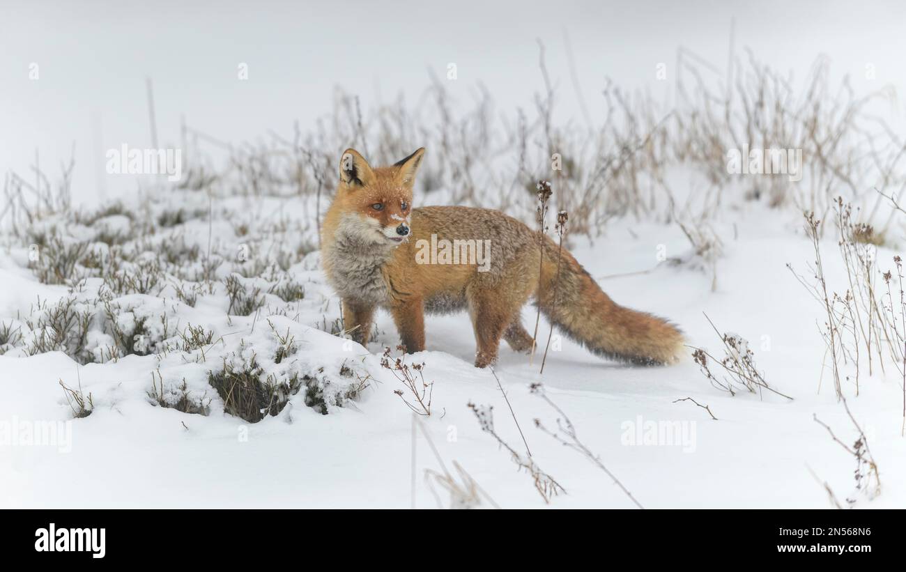 Volpe rossa (vulpes vulpes), in un paesaggio invernale monocromatico e misteriosa, Parco Nazionale, Sumava, Repubblica Ceca Foto Stock