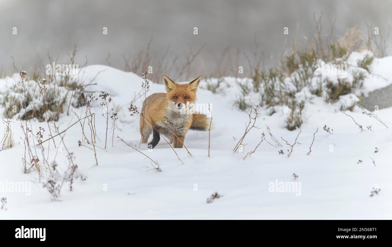 Volpe rossa (Vulpes vulpes), in un paesaggio invernale monocromatico e misteriosa, Parco Nazionale, Sumava, Repubblica Ceca Foto Stock