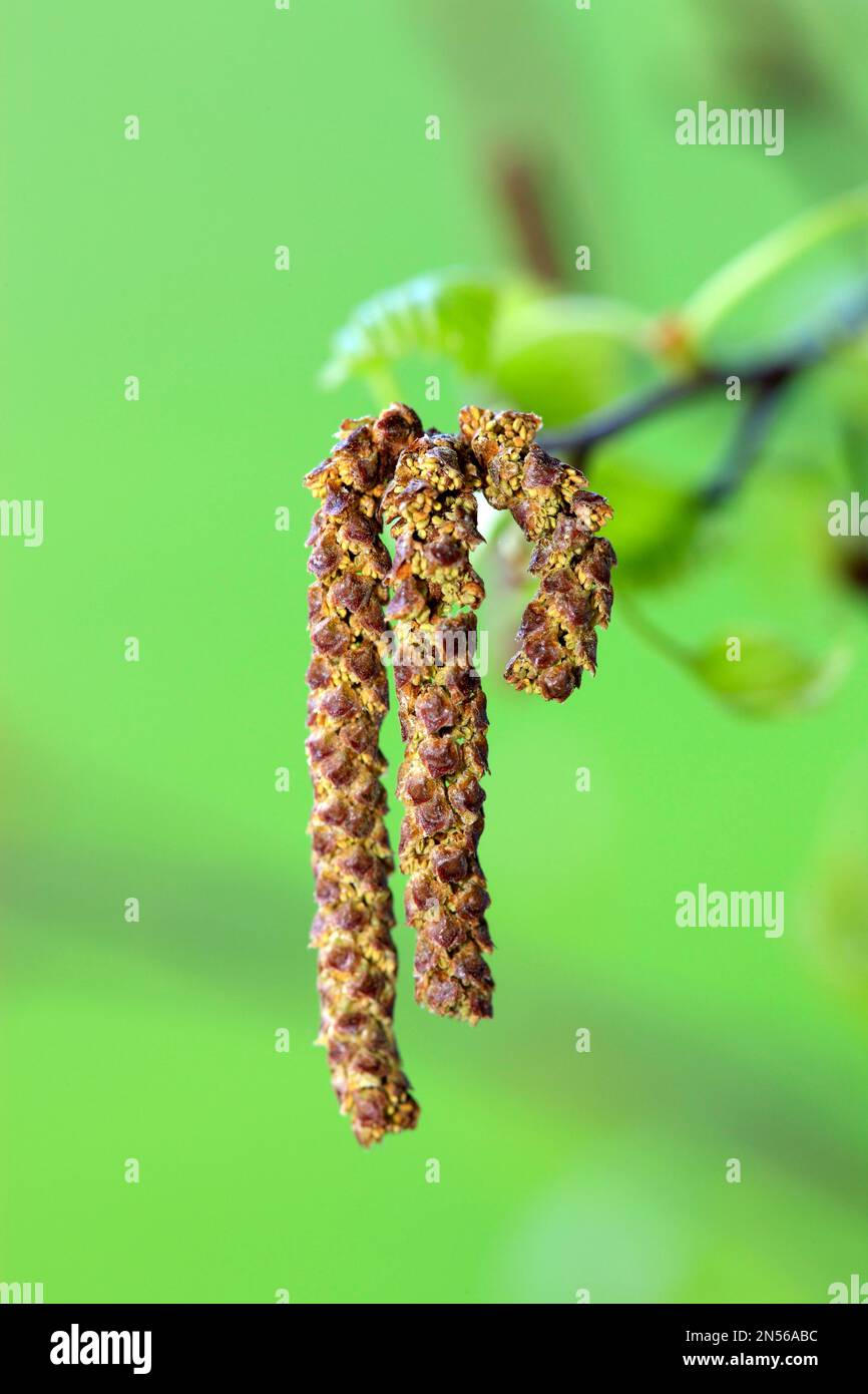Ontano nero (Alnus glutinosa), allergia, Germania Foto Stock