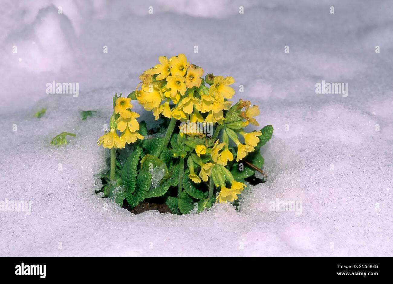 Vero oxlip (Primula elatior) nella neve Foto Stock