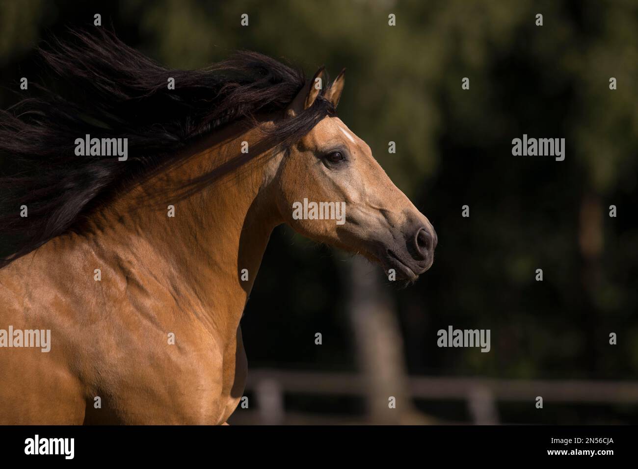 Pura Raza Espanola stallone dun con la criniera fluente in ritratto commovente, Germania Foto Stock