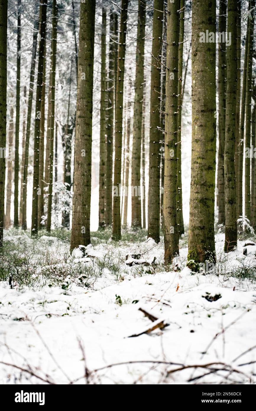 Alberi sottili nella neve, Calw, Foresta Nera, Germania Foto Stock