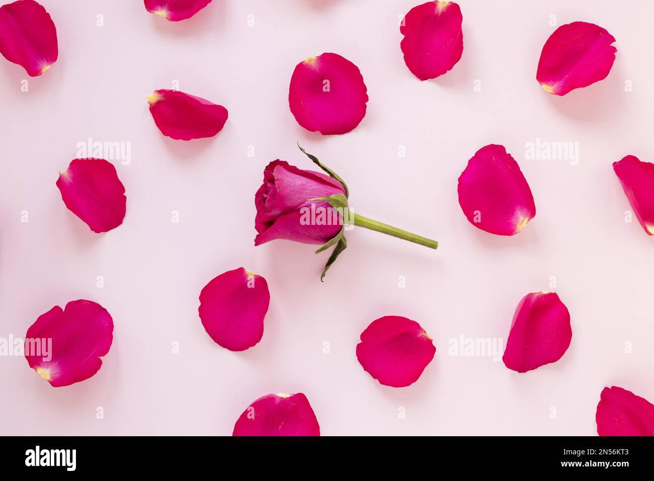 petali di rosa di san valentino. Risoluzione e foto di alta qualità Foto Stock