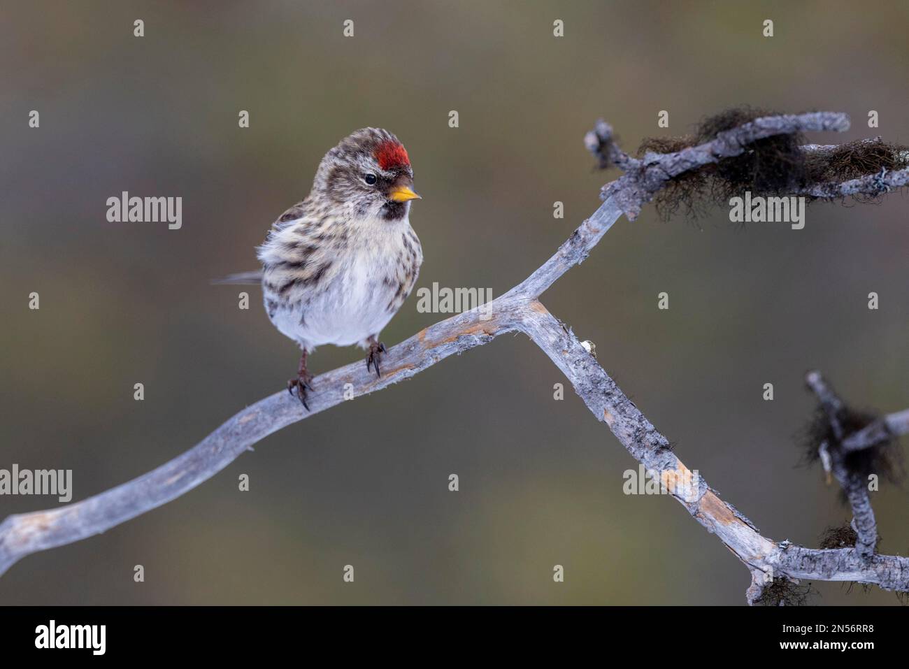 Arctic Redpoll (Carduelis hornemanni), inverno, Isole Kaaman, Finlandia Foto Stock
