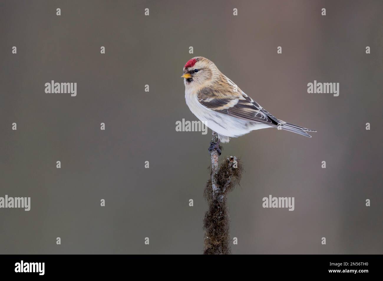 Arctic Redpoll (Carduelis hornemanni), inverno, Isole Kaaman, Finlandia Foto Stock