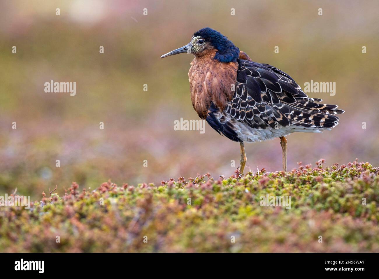 Ruff (Philomachus pugnax), maschio, splendido piumaggio, ruff marrone, headdress marrone-nero, Piume applicate, mostra cortili, arena cortili, Varanger Foto Stock