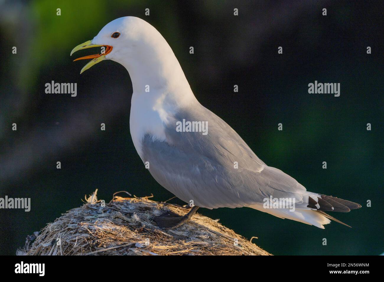 Kittiwake (Rissa tridactyla), chiamata con lingua visibile, Vardoe Harbour, Vardo, Varangerfjord, Finnmark, Norvegia settentrionale, Norvegia Foto Stock