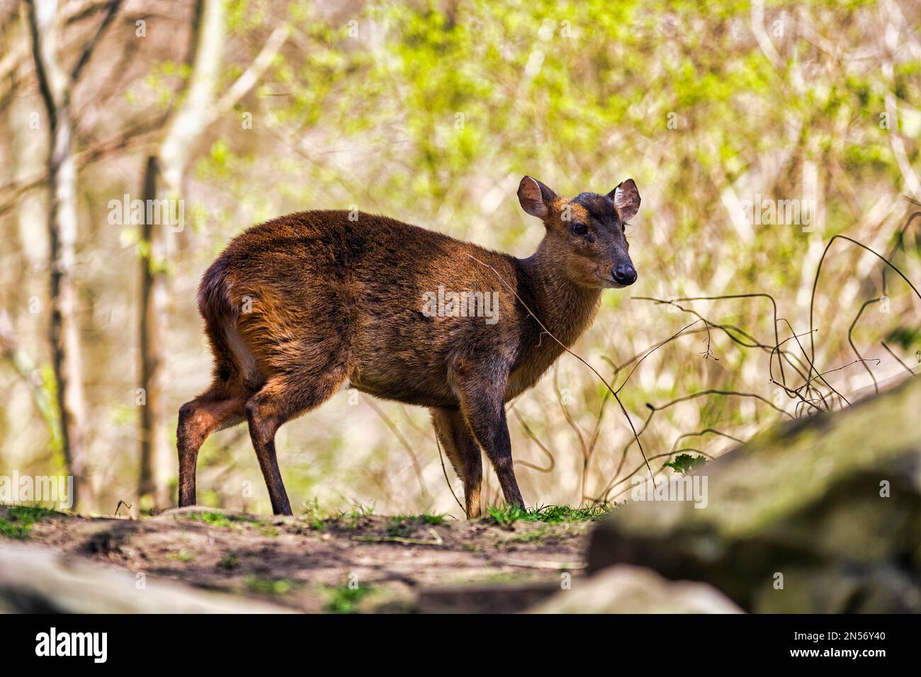 Muntjac cinese (Muntiacus reevesi), nana muntjac, Captive, Zoo di Hannover, bassa Sassonia, Germania Foto Stock