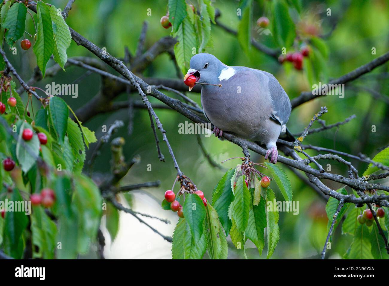 Piccione di legno comune (Columba palumbus), uccello adulto in un ciliegio, alimentazione, foraggio, Oberhausen, zona della Ruhr, Renania settentrionale-Vestfalia, Germania Foto Stock