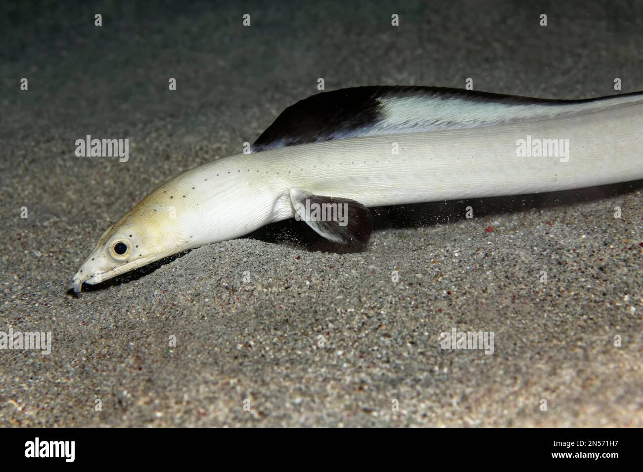 Ritratto anguilla serpente pinna nera (Ophichthus melanochir) sul fondo sabbioso, Lago Sawu, Oceano Pacifico, Parco Nazionale di Komodo, Isole Malte Sunda, Nusa orientale Foto Stock
