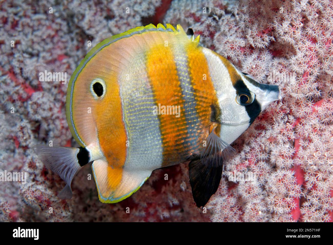 Coralfish dorato (Coradion chrysozonus), giallo, Lago Sawu, Oceano Pacifico, Parco Nazionale di Komodo, Isole minori di Sunda, Nusa Tenggara orientale Foto Stock