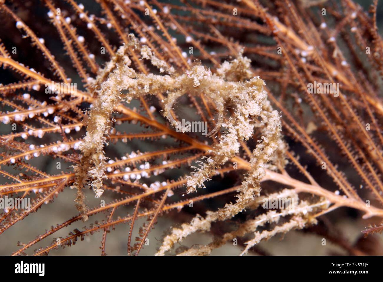 Ragno di corallo dolce (Achaeus spinosus), su idrozoan (Hydrozoa), lago Sawu, Oceano Pacifico, Parco Nazionale di Komodo, Isole minori di Sunda, Nusa Orientale Foto Stock