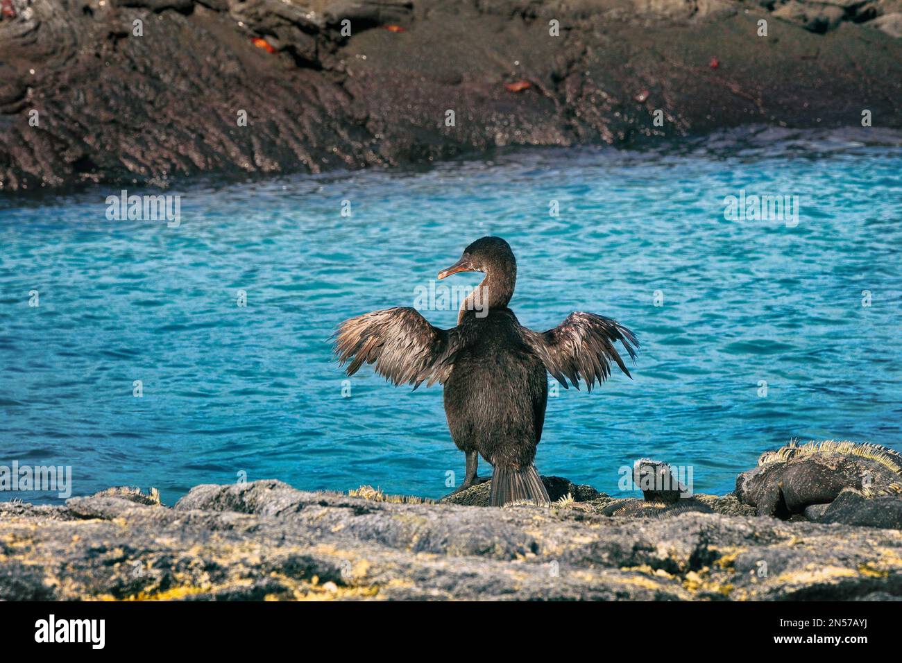 Galapagos uccelli e animali fauna selvatica. Famosi cormorani senza luce, aka galapagos, che asciugano le ali via mare sull'isola di Fernandina, Espinoza Point Foto Stock