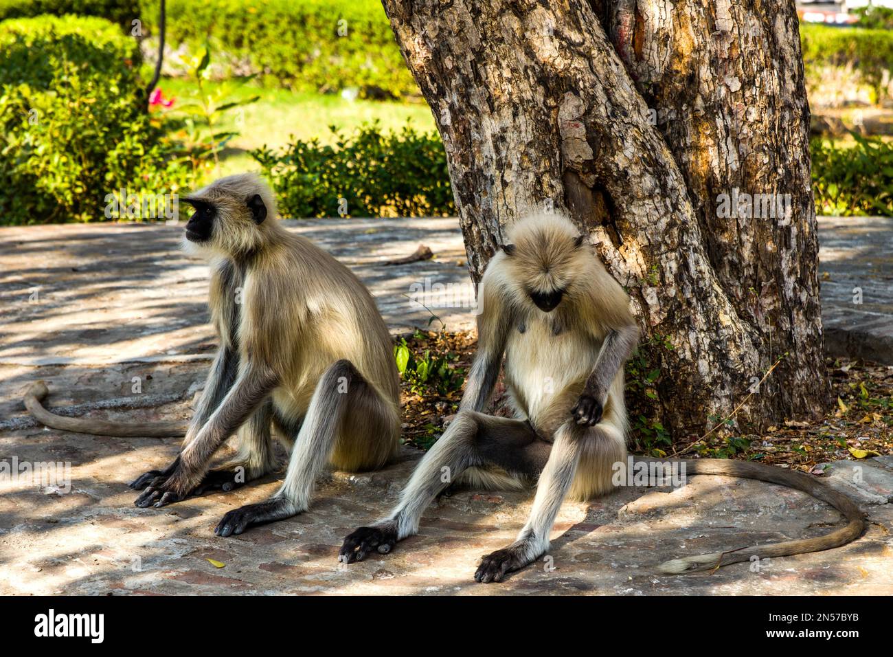 Scimmie Hulman, leggende indiane, Rajasthan, Rajasthan, India Foto Stock