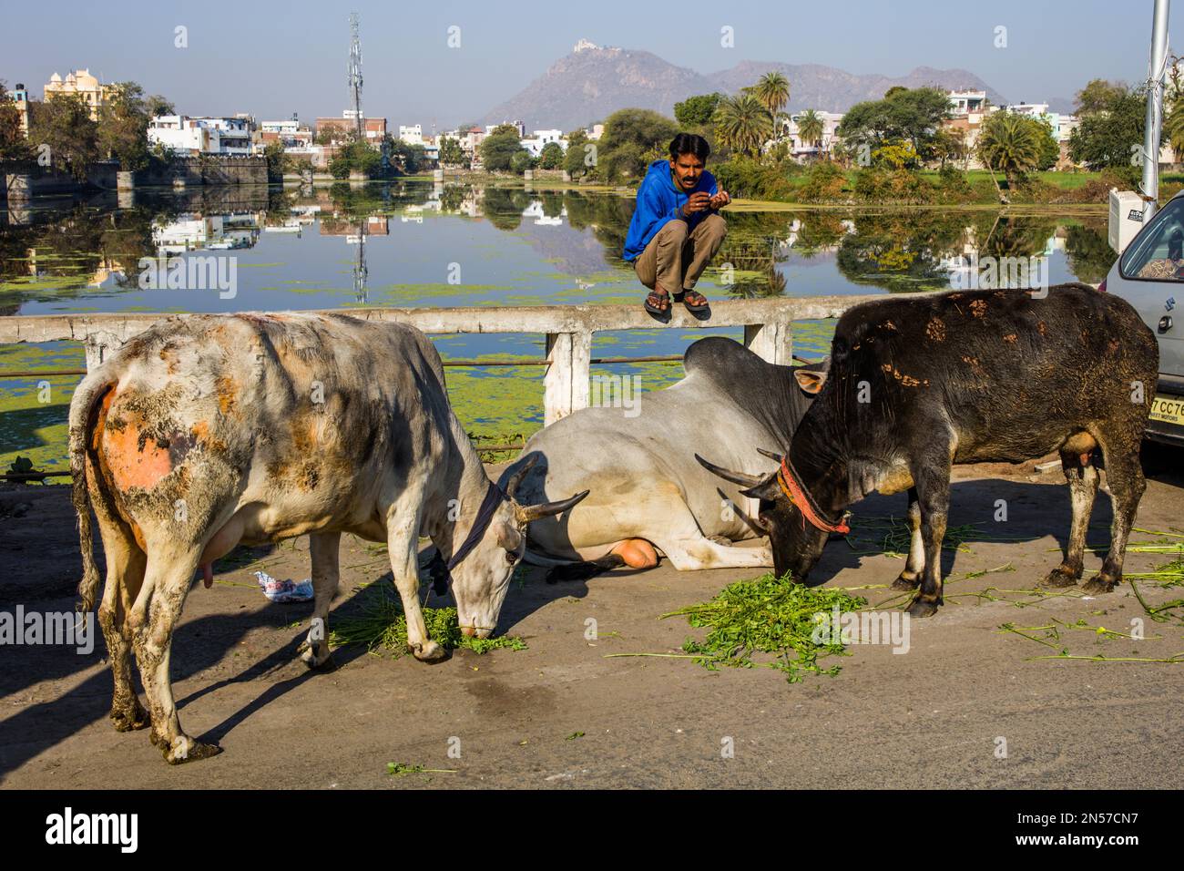Mucche alimentate per guadagnare punti karma, Udaipur, Udaipur, Rajasthan, India Foto Stock