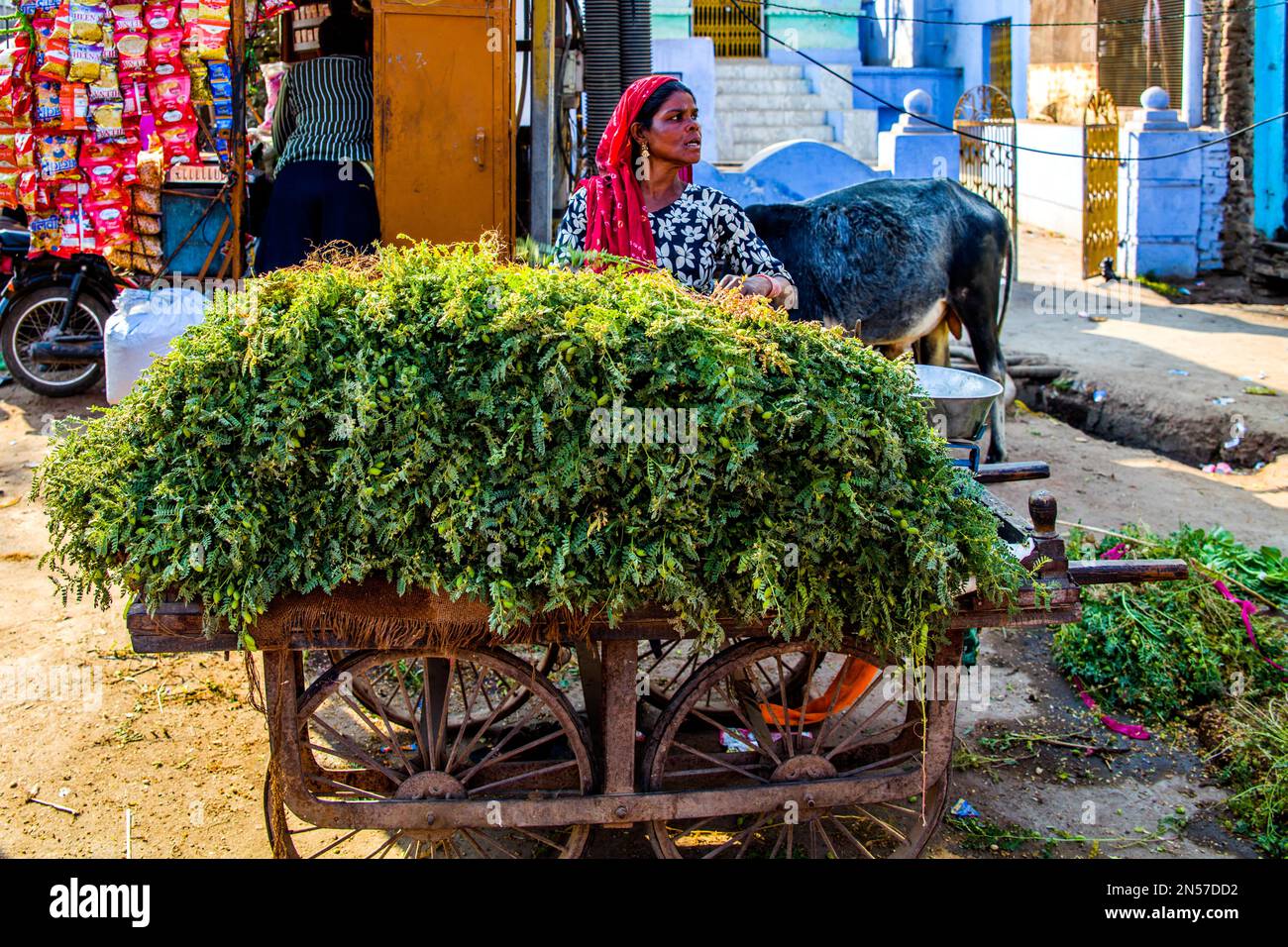 Foraggio verde per mucche, mercati colorati e artigiani nel centro storico di Bundi, Bundi, Rajasthan, India Foto Stock