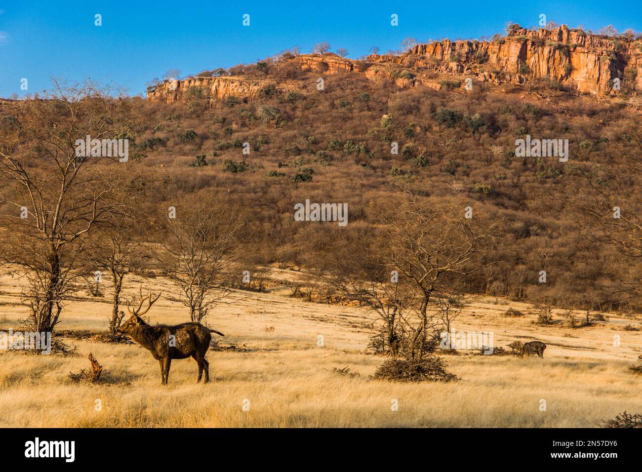 Cervi di Samba, Parco Nazionale di Ranthambore e Tiger Reserve, Ranthambore, Rajasthan, India Foto Stock