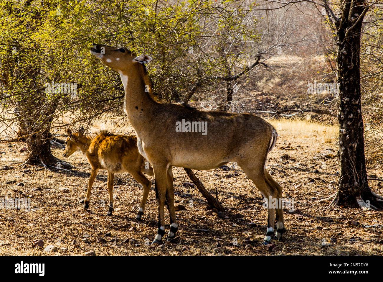 Red hartebeest con giovani, Ranthambore National Park e Tiger Reserve, Ranthambore, Rajasthan, India Foto Stock