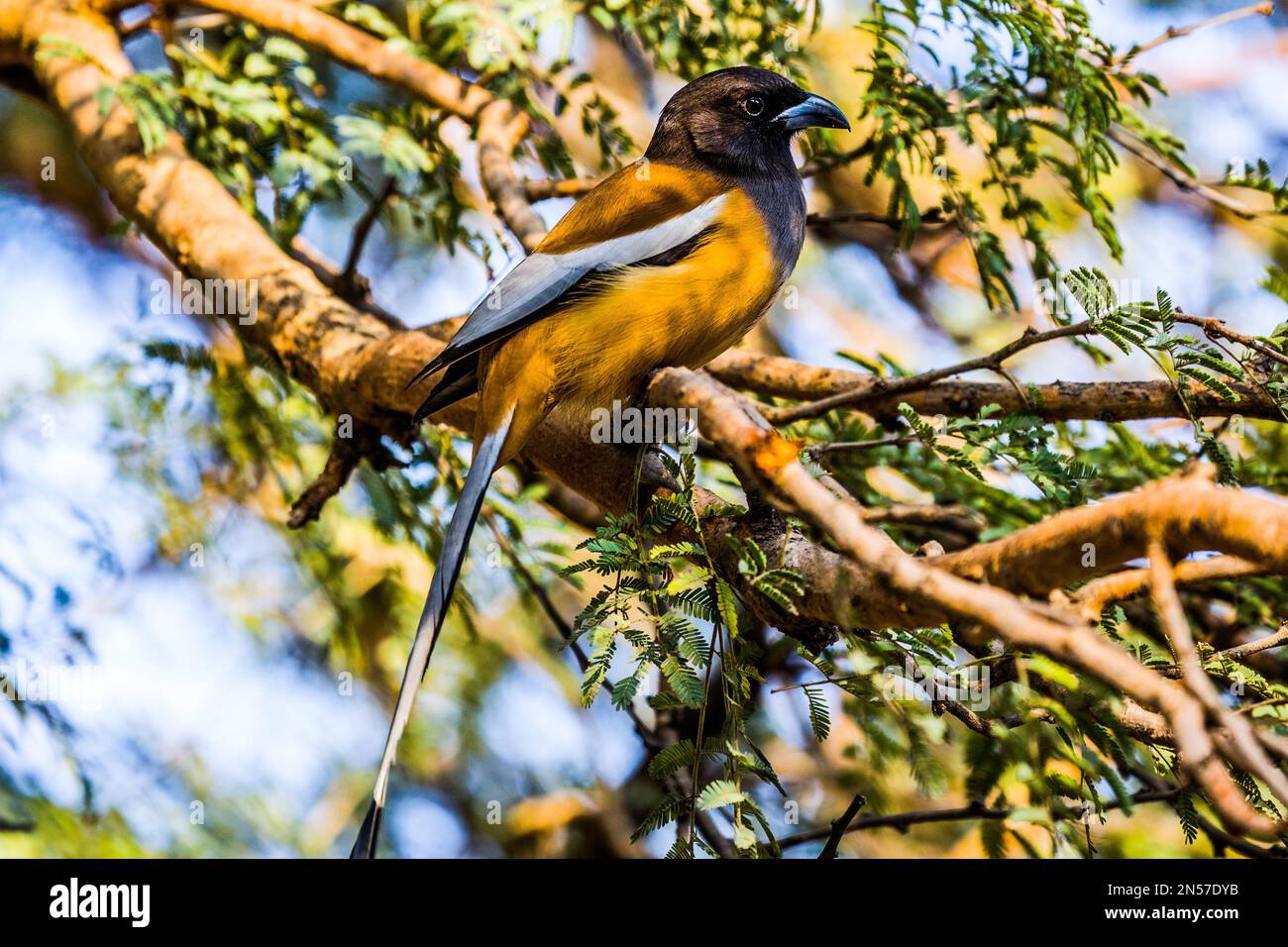 Migratory Beaver Bird, Ranthambore National Park and Tiger Reserve, Ranthambore, Rajasthan, India Foto Stock