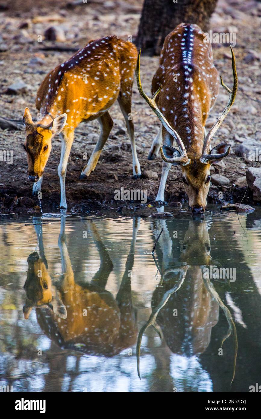 Wild, Ranthambore National Park e Tiger Reserve, Ranthambore, Rajasthan, India Foto Stock