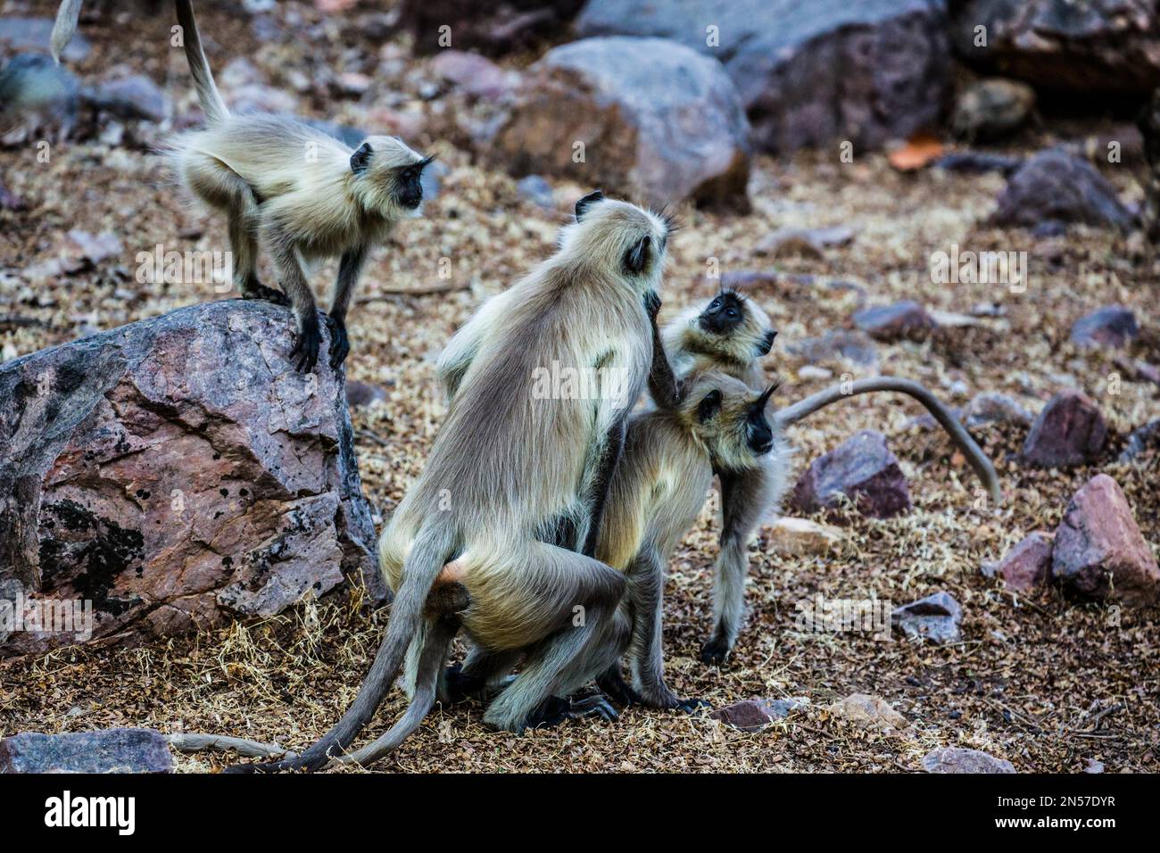 Le scimmie di Hulman, il parco nazionale di Ranthambore e la riserva della tigre, Ranthambore, Rajasthan, India Foto Stock