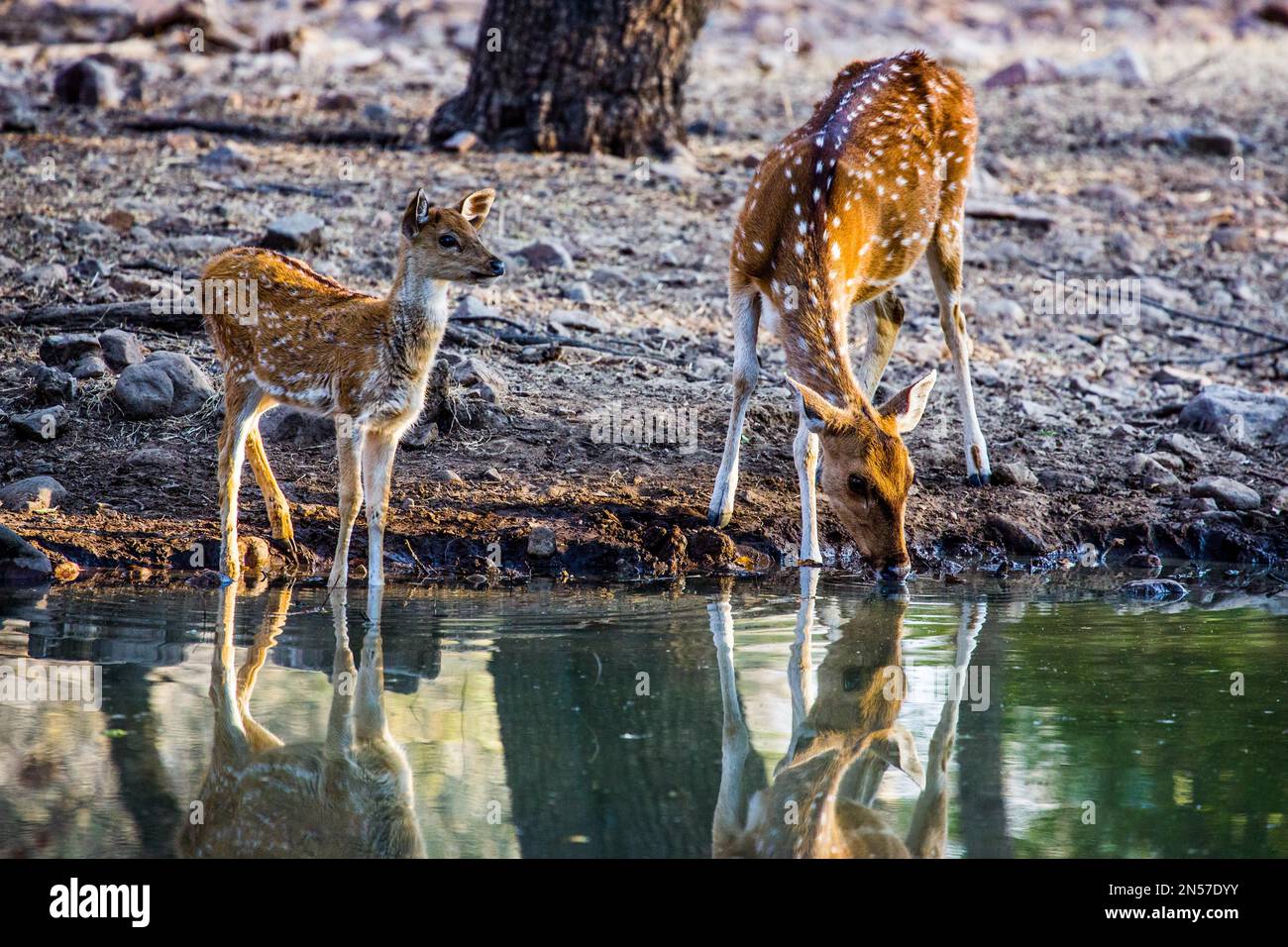 Wild, Ranthambore National Park e Tiger Reserve, Ranthambore, Rajasthan, India Foto Stock