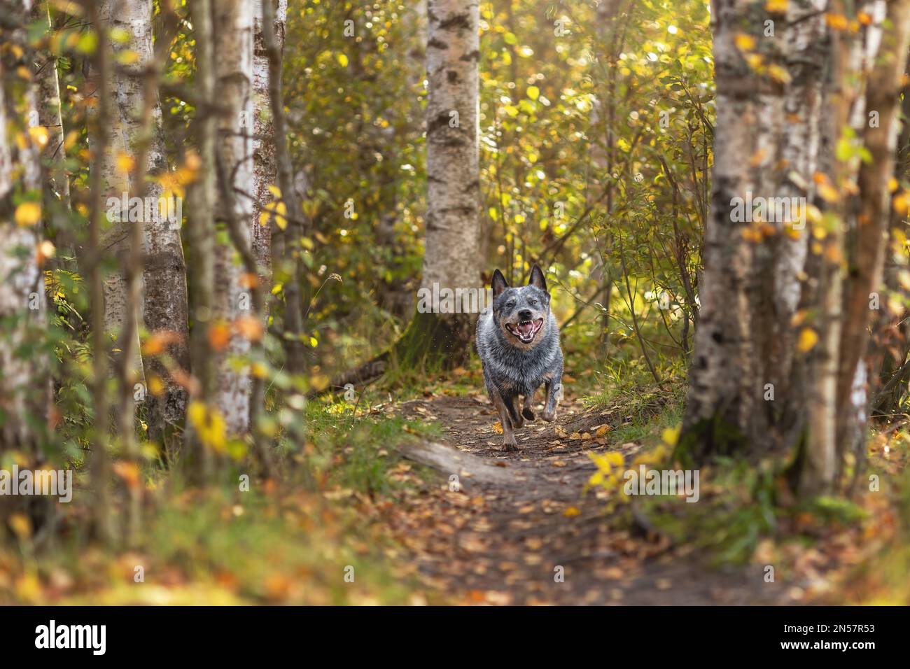 Arrabbiato e abbaiare cane bovino australiano è in esecuzione in autunno natura. Ritratto di cane di razza heeler blu in movimento. Foto Stock