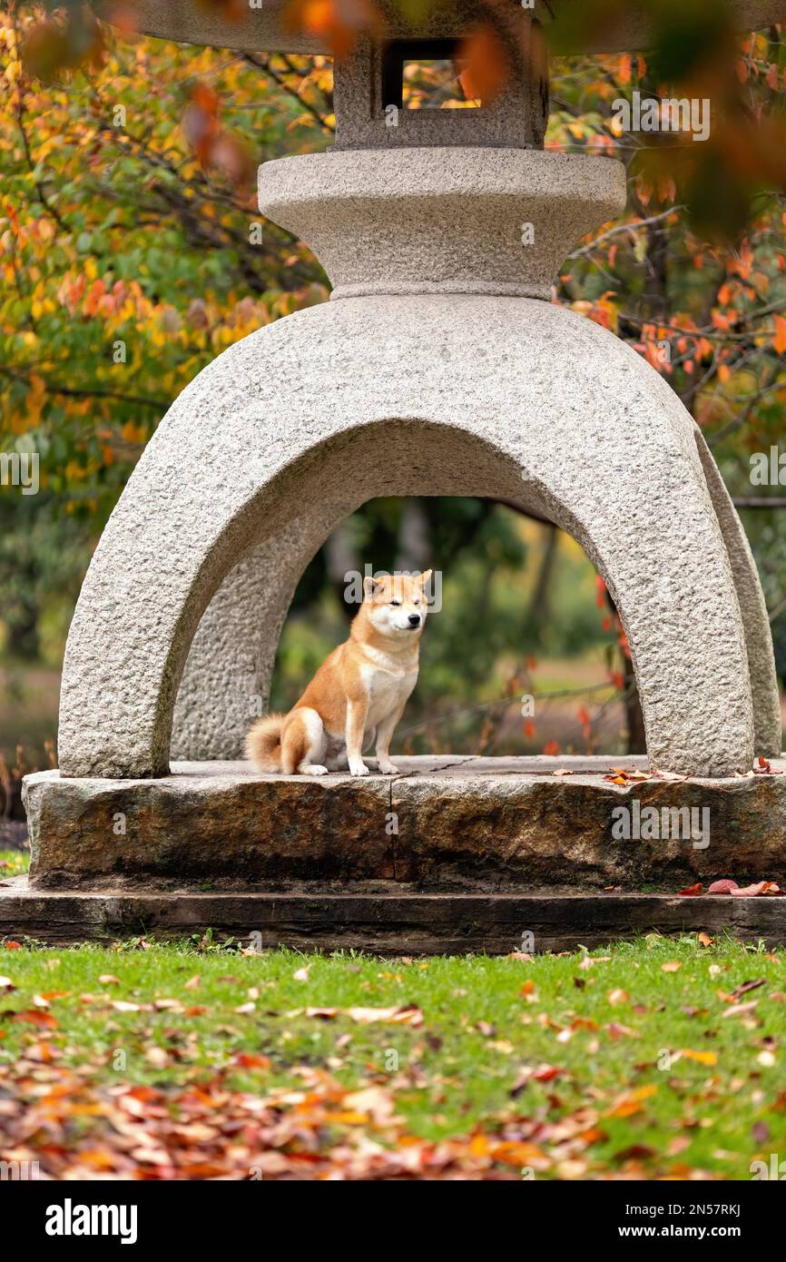 Serio cane di razza shiba inu seduto in autunno tradizionale giardino giapponese e in attesa di proprietario. PET ritratto in natura Foto Stock