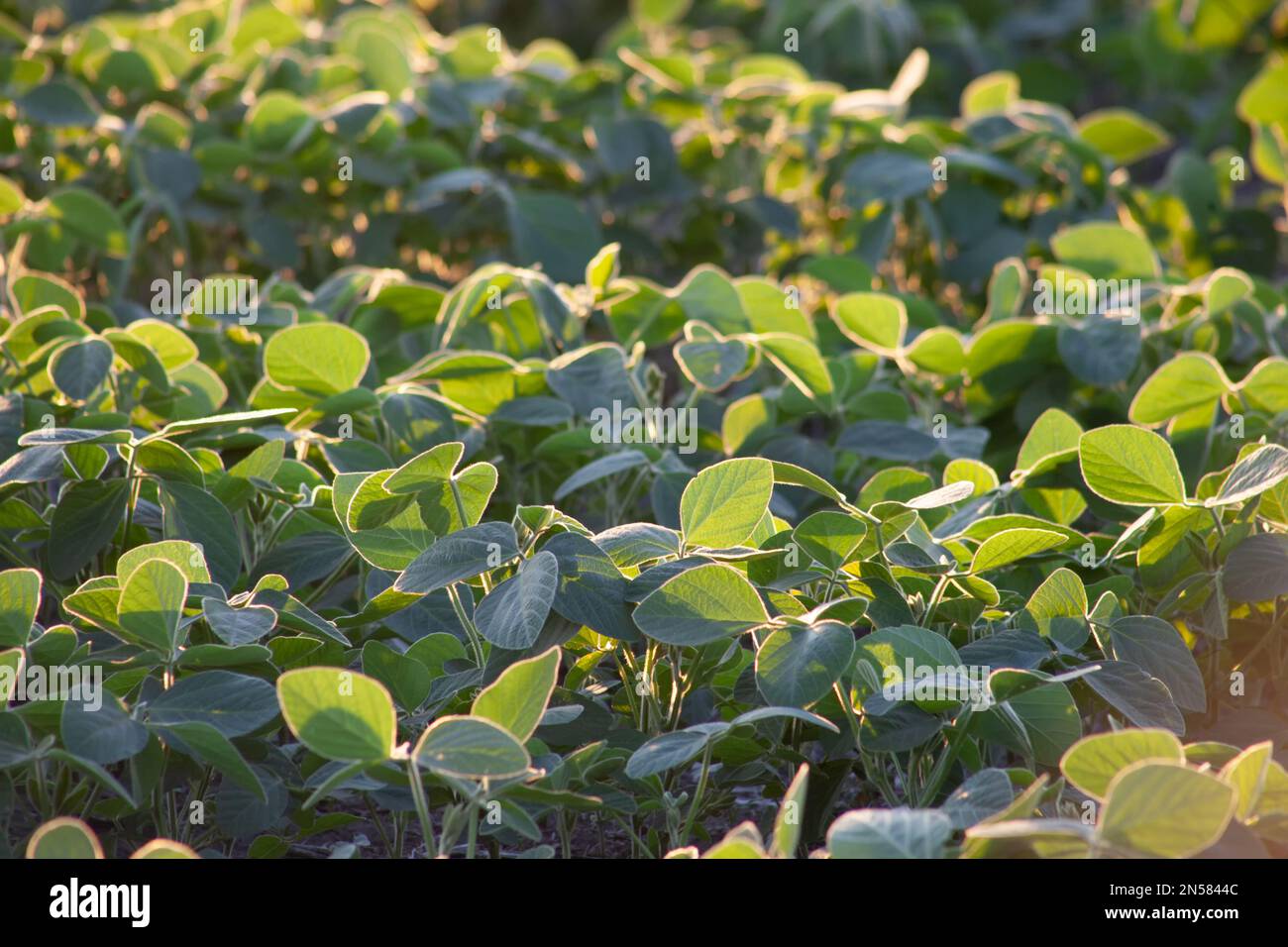 Foglie di soia verdi nel campo glisten al sole Foto Stock