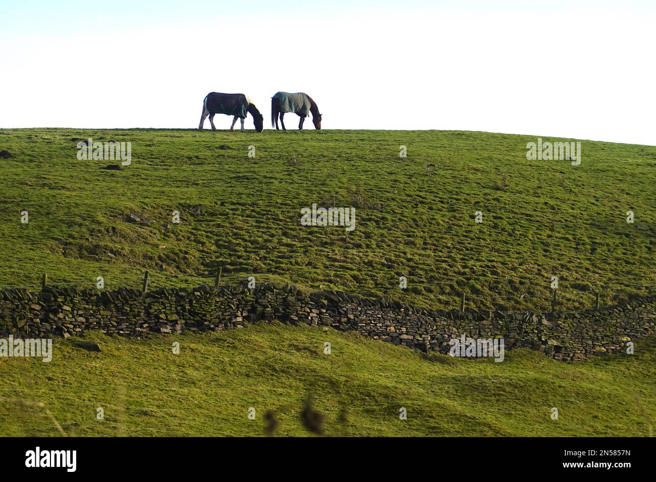 Due cavalli su una collina Foto Stock