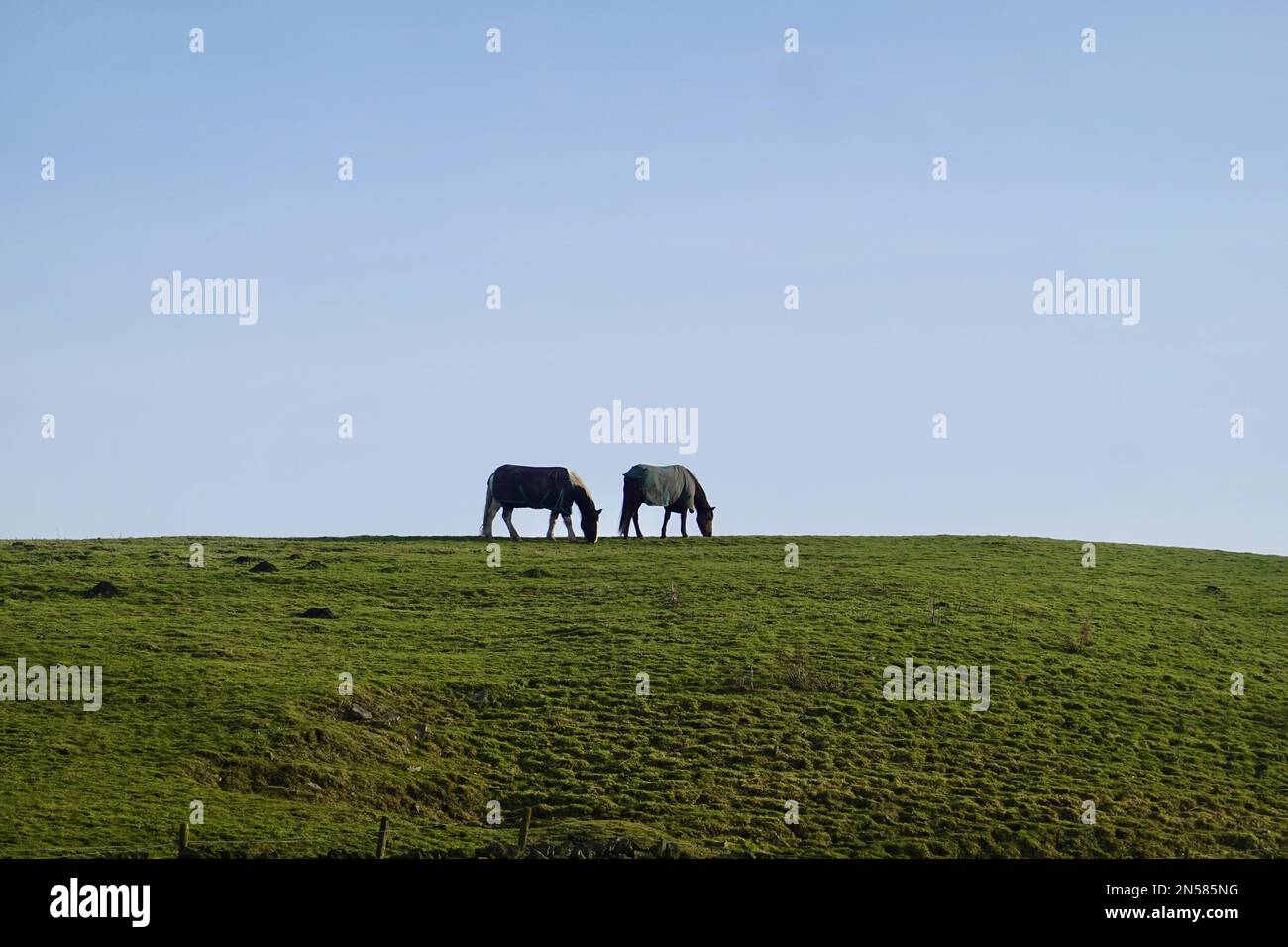 Due cavalli su una collina Foto Stock