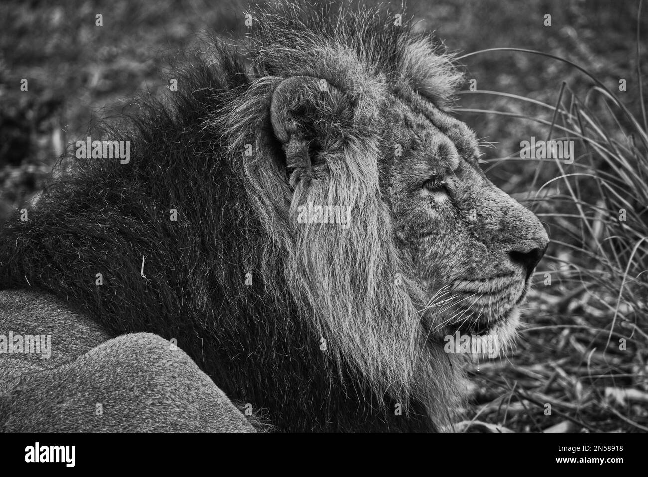 Leone asiatico in primo piano. Chester Zoo, Regno Unito. Foto Stock