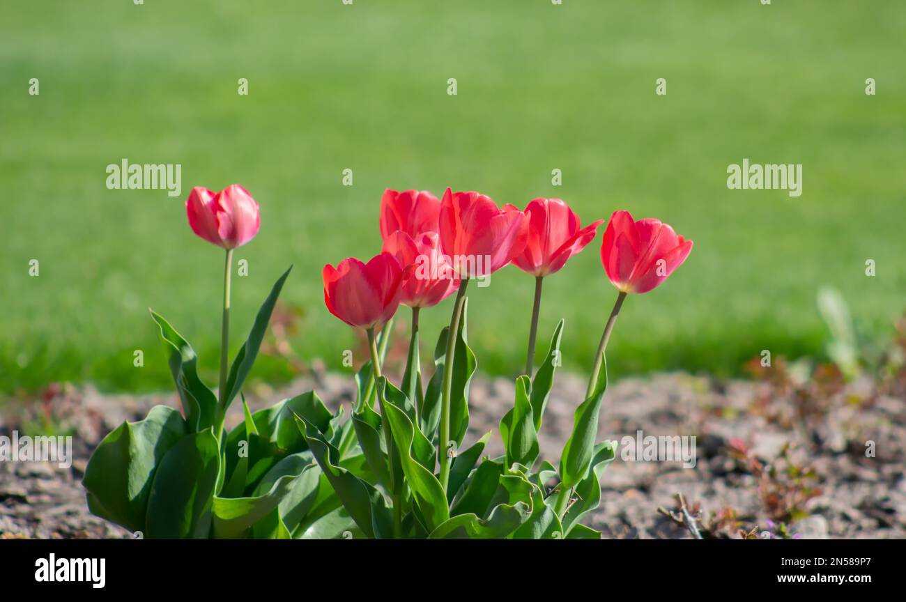 Diversi tulipani rossi crescono nel giardino sul prato in una giornata di sole Foto Stock