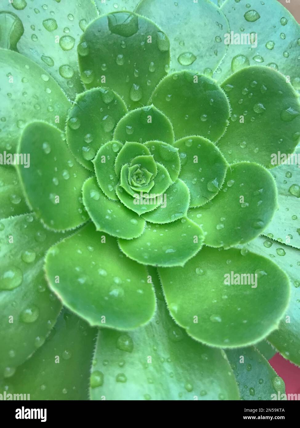 Fiore verde di succulento nel giardino. Pianta di cactus verde succulente con gocce di pioggia. Succulento nella Rain.Beautiful Cactus loto verde. Su Foto Stock