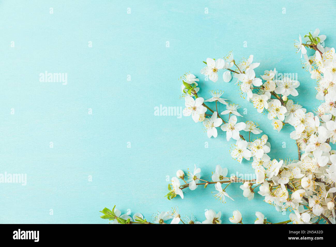 Ramificazioni di fiori di primavera in fiore di ciliegio su sfondo blu pastello. Giacitura piatta. Sfondo primaverile. Vista dall'alto con spazio di copia Foto Stock