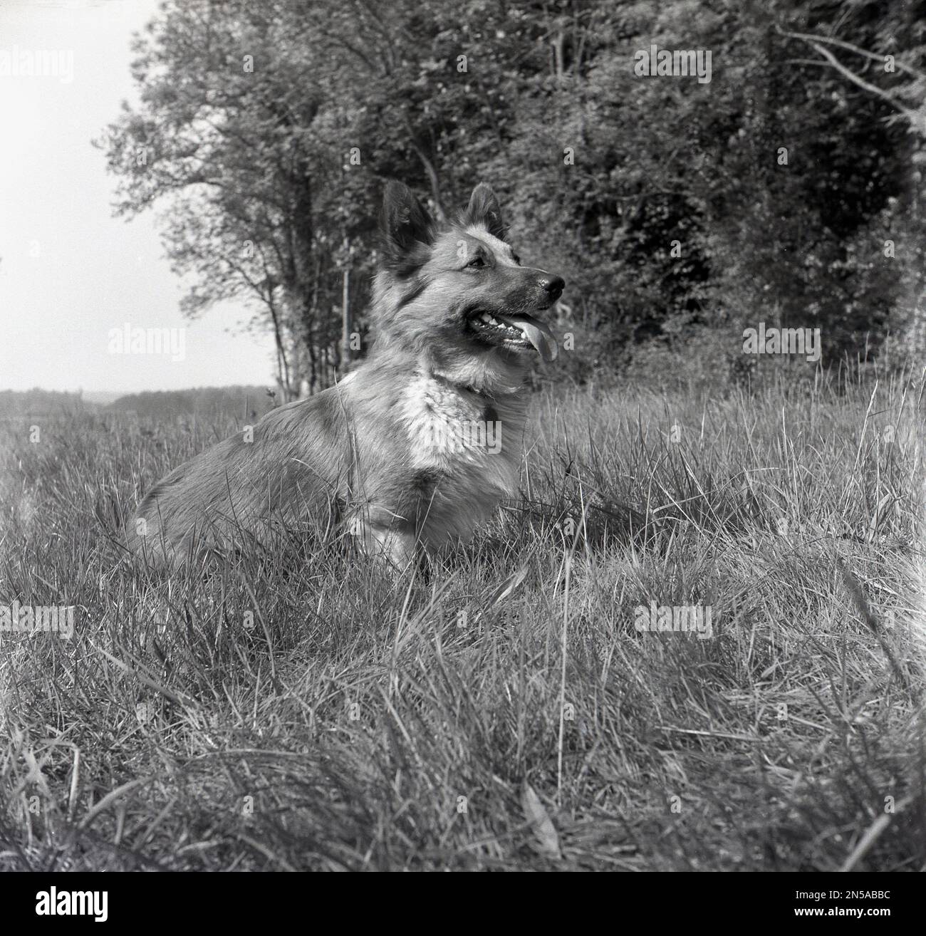 1963, storico, un cane sano che aspetta in campo erboso in attesa di istruzioni dal proprietario, Soham, Ely, Inghilterra, Regno Unito. Foto Stock